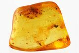 Detailed Fossil Wasp (Ismaridae) In Baltic Amber - Rare! #330607-1